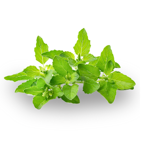 151 leaves